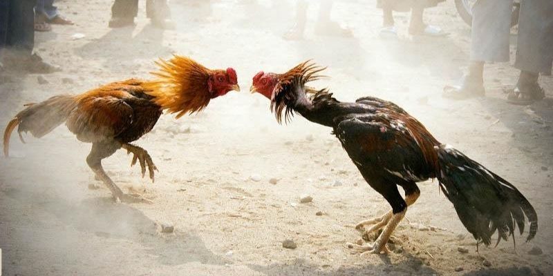 Loại hình của đá gà hấp dẫm